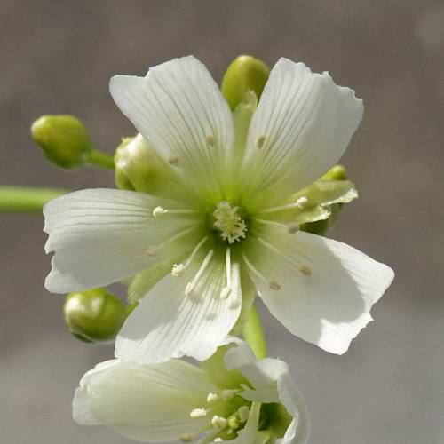 Venus Flytrap Flower